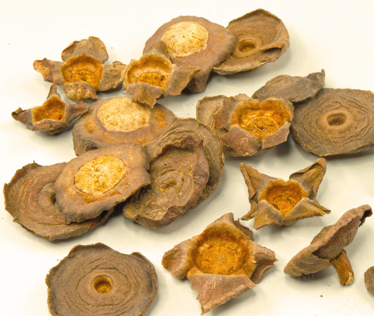 Shi Di (Persimmon calyxes) as TCM ingredient