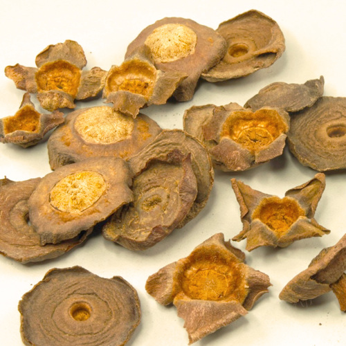 Shi Di (Persimmon calyxes) as TCM ingredient