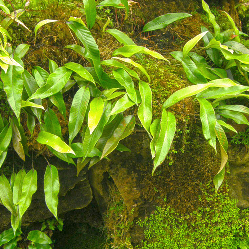 Shi Wei (Pyrrosia leaves) plant