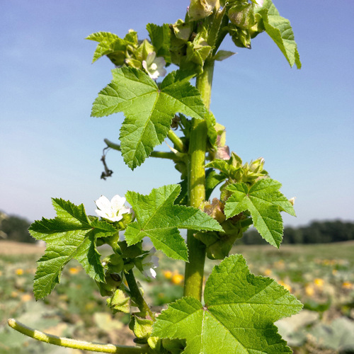 Dong Kui Zi (Mallow seeds) plant