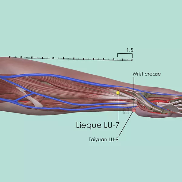Lieque LU-7 - Muscles view - Acupuncture point on Lung Channel