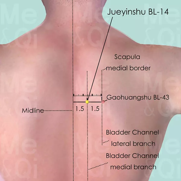 Jueyinshu BL-14 - Skin view - Acupuncture point on Bladder Channel