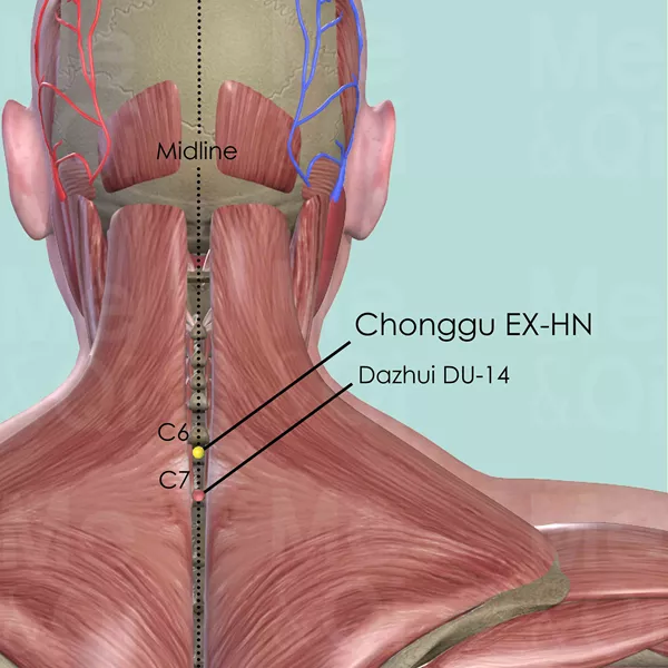 Chonggu EX-HN - Muscles view - Acupuncture point on Extra Points: Head and Neck (EX-HN)