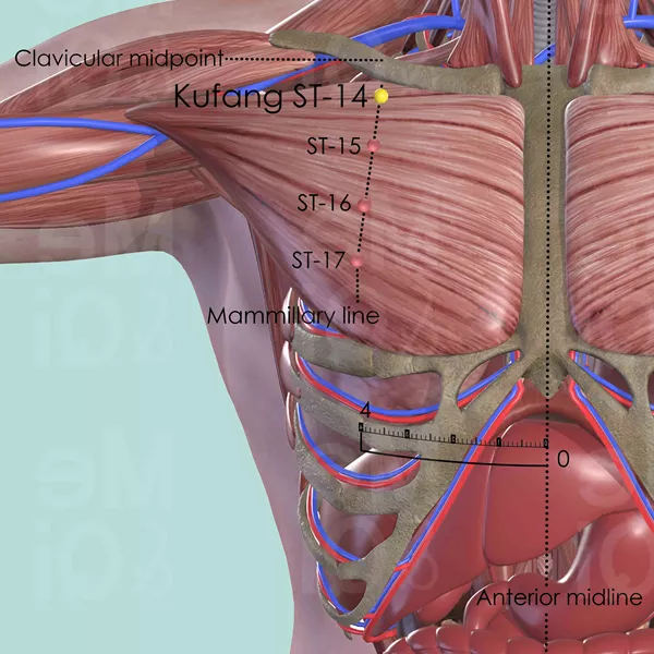 Kufang ST-14 - Muscles view - Acupuncture point on Stomach Channel