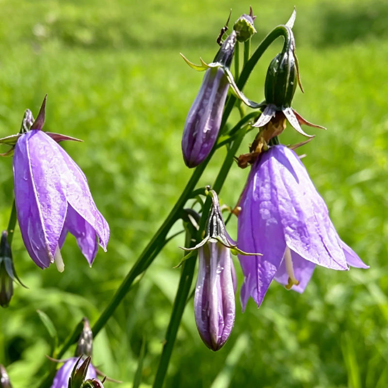 Nan Sha Shen (Ladybell root) plant