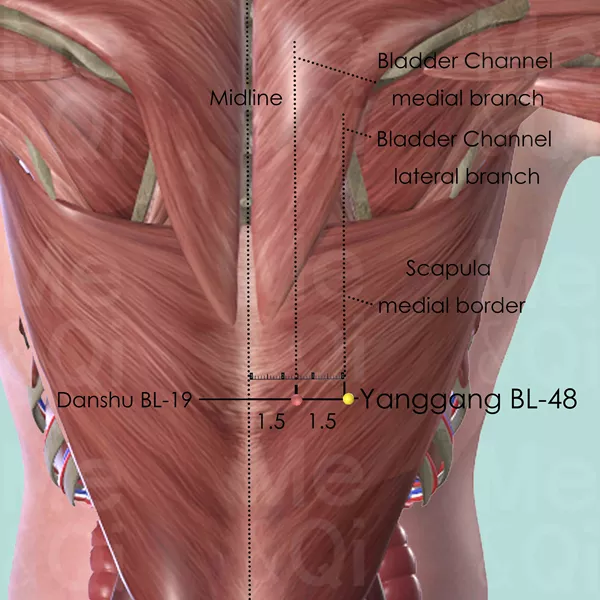 Yanggang BL-48 - Muscles view - Acupuncture point on Bladder Channel