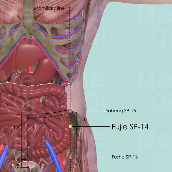 Fujie SP-14 - Muscles view - Acupuncture point on Spleen Channel