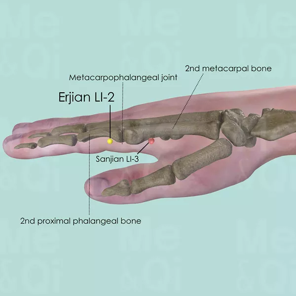 Erjian LI-2 - Bones view - Acupuncture point on Large Intestine Channel