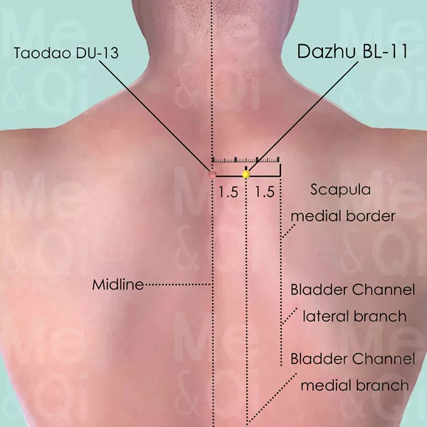 Dazhu BL-11 - Skin view - Acupuncture point on Bladder Channel