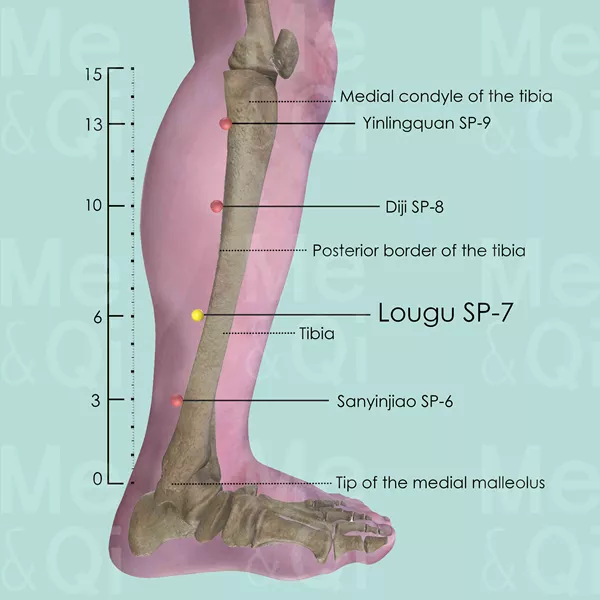 Lougu SP-7 - Bones view - Acupuncture point on Spleen Channel
