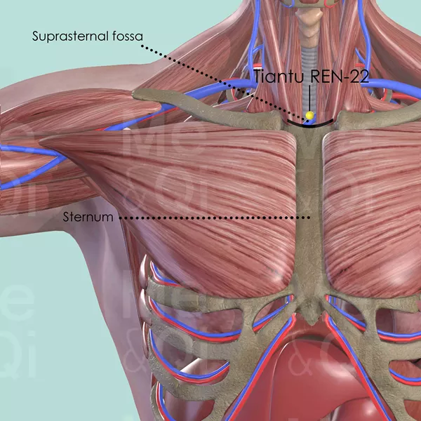 Tiantu REN-22 - Muscles view - Acupuncture point on Directing Vessel