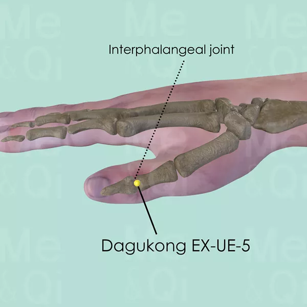 Dagukong EX-UE-5 - Bones view - Acupuncture point on Extra Points: Upper Extremities (EX-UE)
