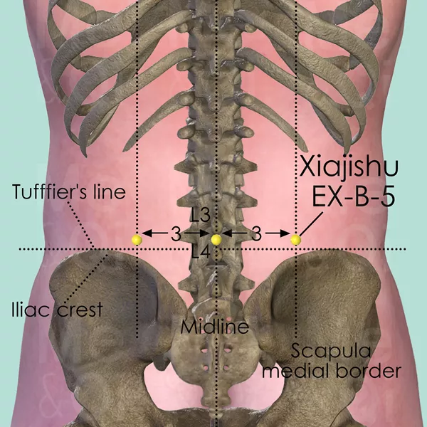 Xiajishu EX-B-5 - Bones view - Acupuncture point on Extra Points: Back (EX-B)