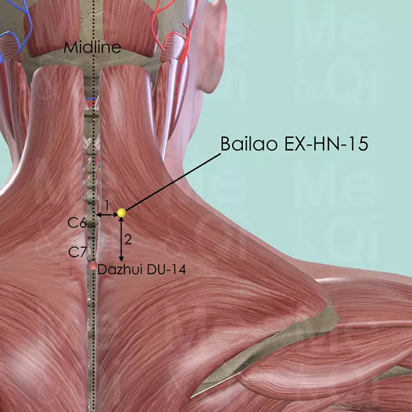 Bailao EX-HN-15 - Muscles view - Acupuncture point on Extra Points: Head and Neck (EX-HN)