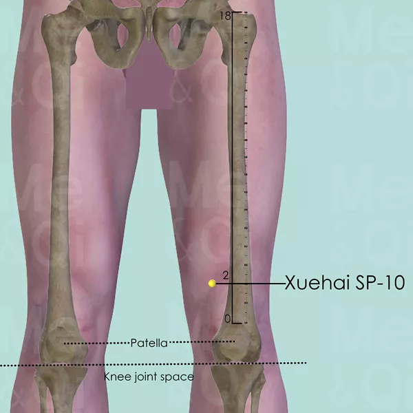 Xuehai SP-10 - Bones view - Acupuncture point on Spleen Channel
