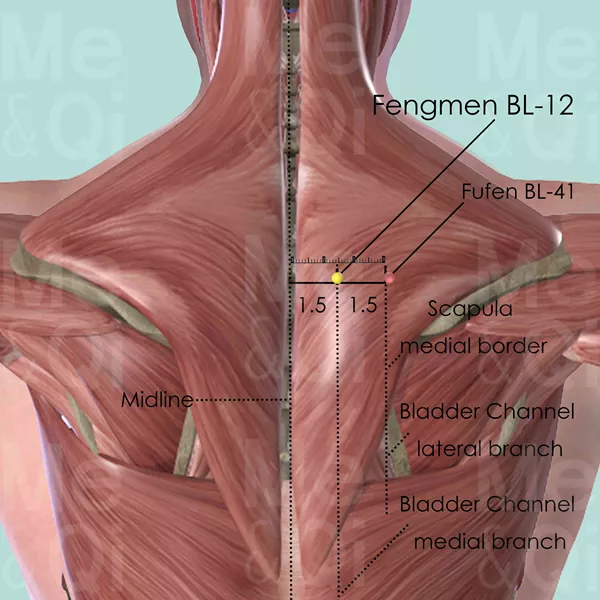 Fengmen BL-12 - Muscles view - Acupuncture point on Bladder Channel