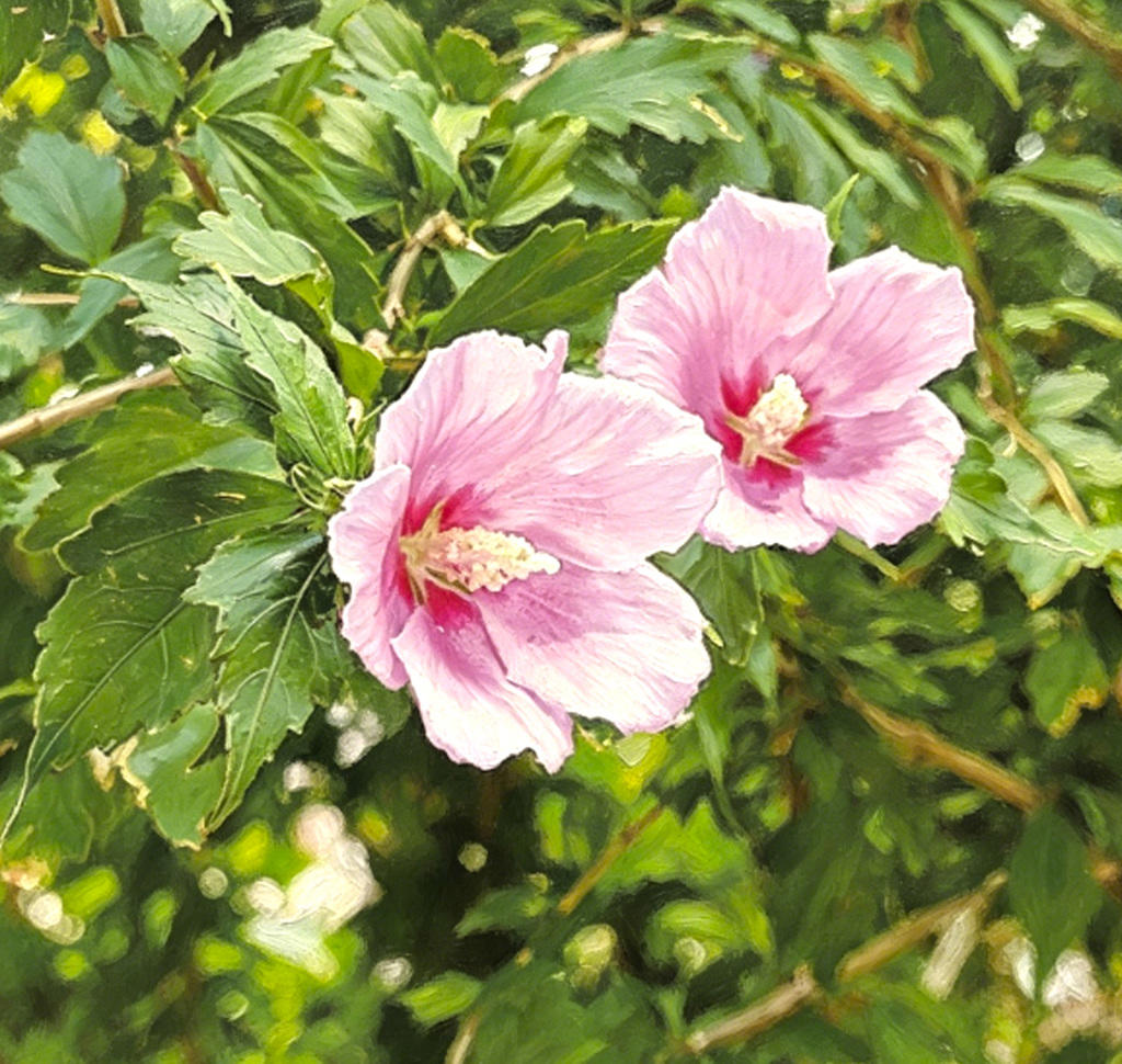 Mu Jin Pi (Hibiscus Bark) plant
