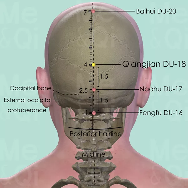 Qiangjian DU-18 - Bones view - Acupuncture point on Governing Vessel
