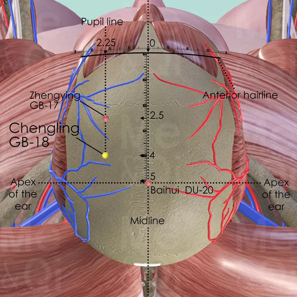 Chengling  GB-18 - Muscles view - Acupuncture point on Gall Bladder Channel
