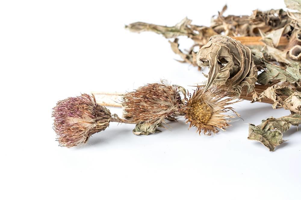 Da Ji (Japanese thistle) as TCM ingredient