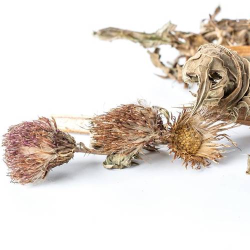 Da Ji (Japanese thistle) as TCM ingredient