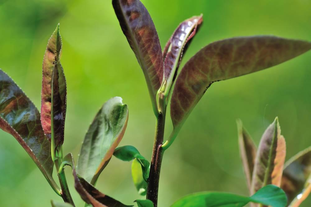 Ku Ding Cha (Kuding tea) plant