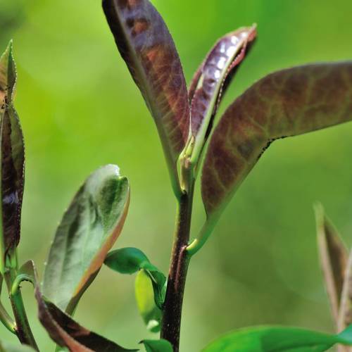 Ku Ding Cha (Kuding tea) plant