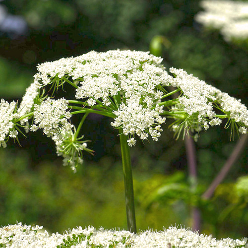 Gao Ben (Chinese lovage roots) plant