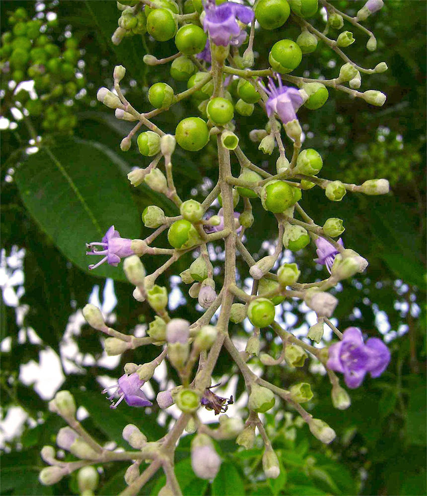 Man Jing Zi (Vitex fruits) plant