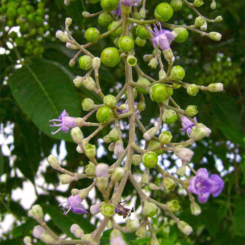 Man Jing Zi (Vitex fruits) plant