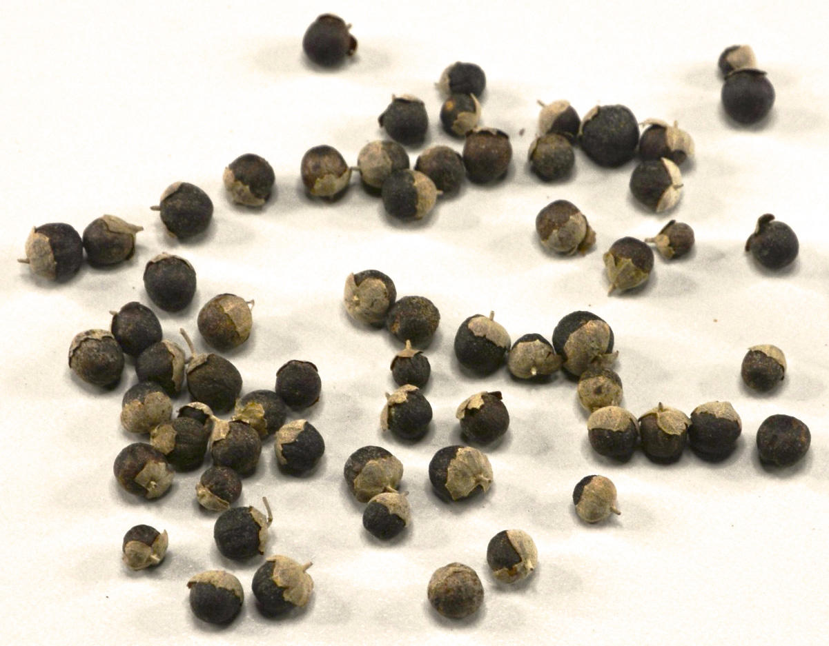 Man Jing Zi (Vitex fruits) as TCM ingredient