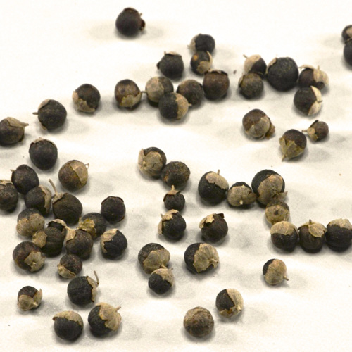 Man Jing Zi (Vitex fruits) as TCM ingredient
