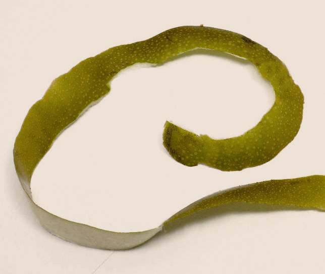 Li Pi (Pear skins) as TCM ingredient