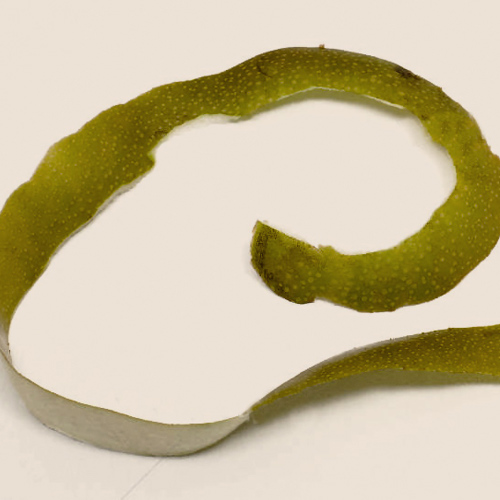 Li Pi (Pear skins) as TCM ingredient