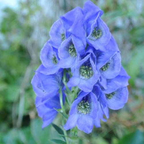 Zhi Chuan Wu (Prepared Sichuan aconite) plant
