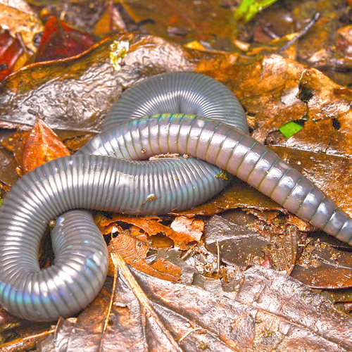 Di Long (Earthworms) plant
