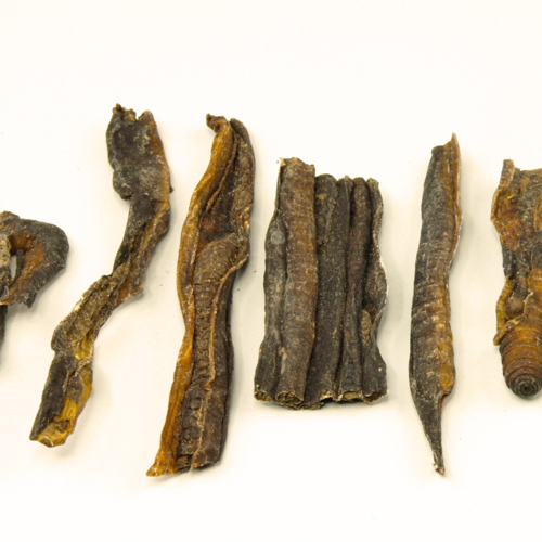 Di Long (Earthworms) as TCM ingredient