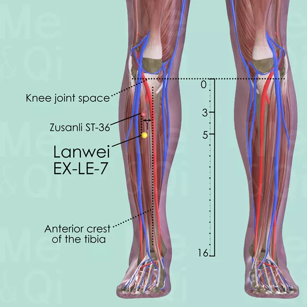 Lanwei EX-LE-7 - Muscles view - Acupuncture point on Extra Points: Lower Extremities (EX-LE)