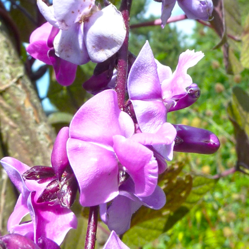 Bian Dou Hua (Hyacinth bean flowers) plant