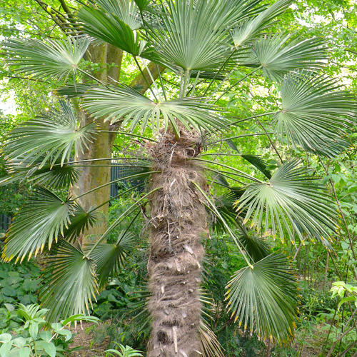 Zong Lu (Windmill palm bark) plant