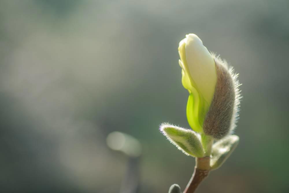Xin Yi Hua (Biond’s magnolia flowers) plant