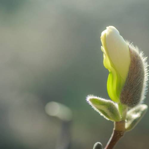 Xin Yi Hua (Biond’s magnolia flowers) plant
