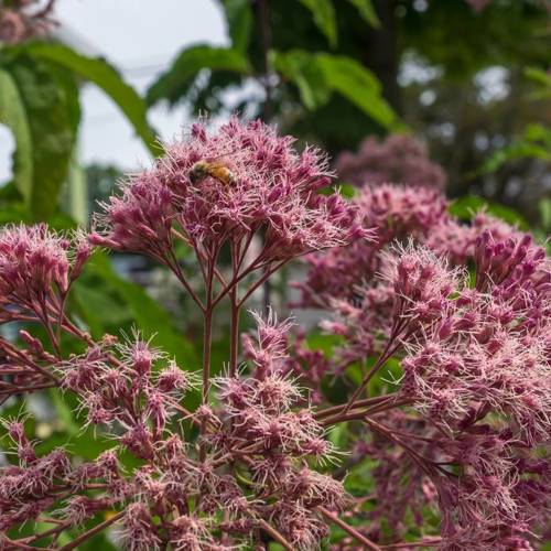 Pei Lan (Eupatorium herbs) plant