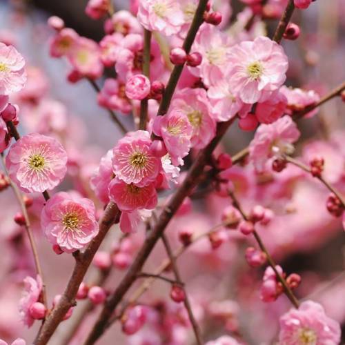 Mei Hua (Plum flowers) plant