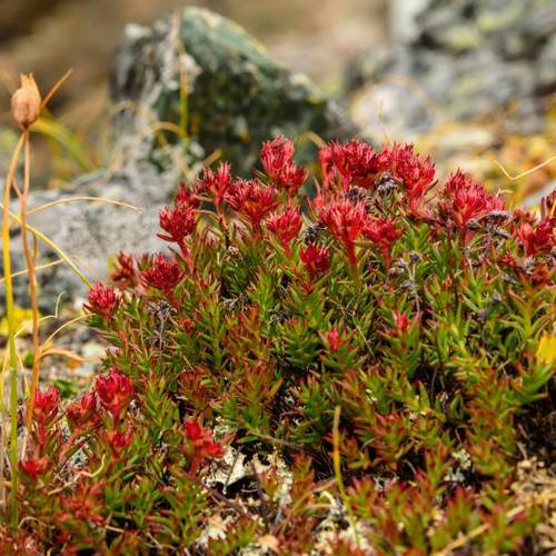 Hong Jing Tian (Rhodiola roots) plant