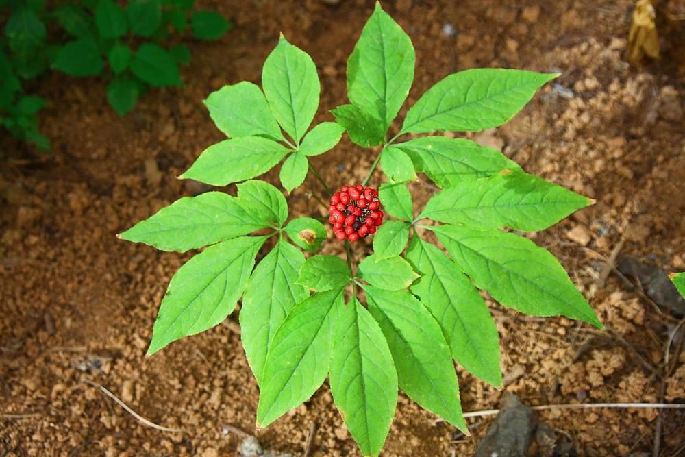Ren Shen Ye (Ginseng leaves) plant