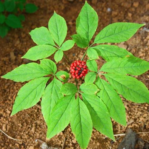 Ren Shen Ye (Ginseng leaves) plant