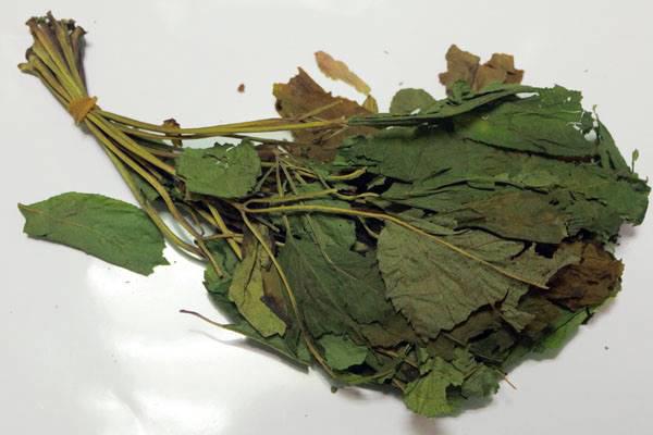 Ren Shen Ye (Ginseng leaves) as TCM ingredient