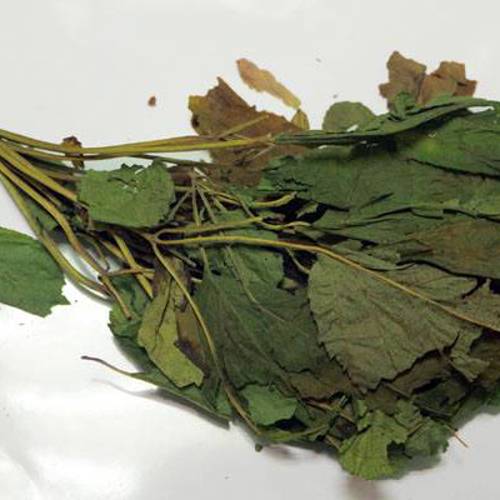 Ren Shen Ye (Ginseng leaves) as TCM ingredient