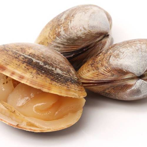 Ha Ke (Clam shells) plant